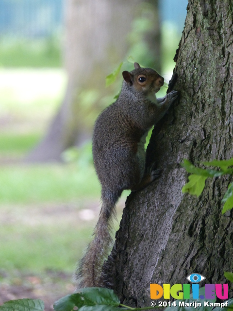 FZ005737 Squirrel in Bute park